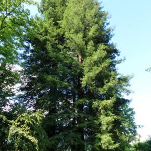 Photographie n°776038 du taxon Sequoia sempervirens (D.Don) Endl. [1847]