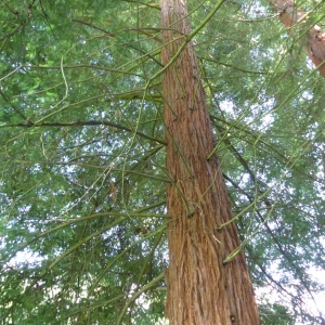 Photographie n°776039 du taxon Sequoia sempervirens (D.Don) Endl. [1847]