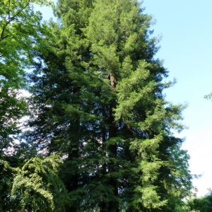 Photographie n°776042 du taxon Sequoia sempervirens (D.Don) Endl. [1847]