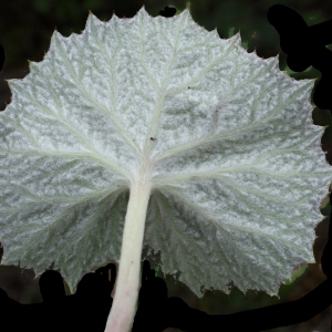 Photographie n°776045 du taxon Petasites albus (L.) Gaertn. [1791]