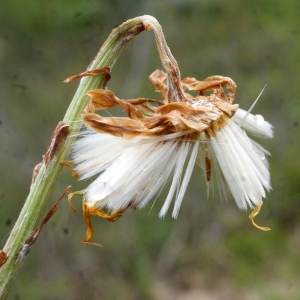 Photographie n°776049 du taxon Petasites albus (L.) Gaertn. [1791]