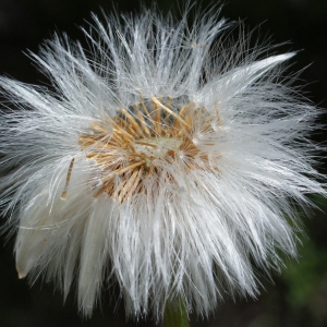 Photographie n°776076 du taxon Tussilago farfara L. [1753]