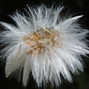 Photographie n°776077 du taxon Tussilago farfara L. [1753]