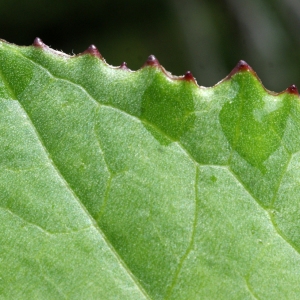 Photographie n°776082 du taxon Tussilago farfara L. [1753]