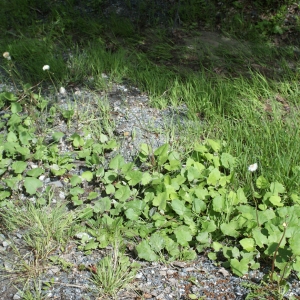 Photographie n°776086 du taxon Tussilago farfara L. [1753]