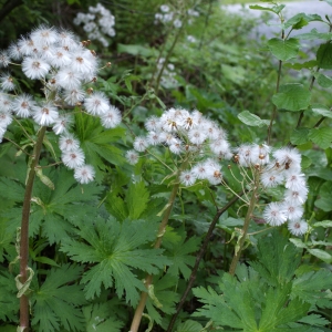 Photographie n°776096 du taxon Petasites albus (L.) Gaertn. [1791]