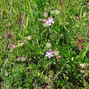 Photographie n°776112 du taxon Silene conica L.