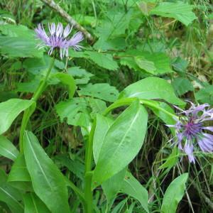 Photographie n°776284 du taxon Cyanus montanus (L.) Hill [1768]