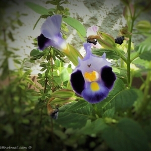 Photographie n°776358 du taxon Viola tricolor L. [1753]