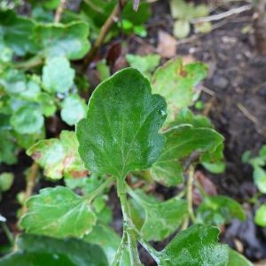 Photographie n°776401 du taxon Chrysanthemum grandiflorum Lapeyr. [1813]