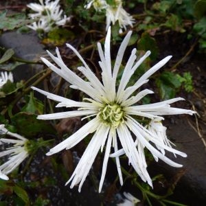 Chrysanthemum grandiflorum Lapeyr. (Marguerite de Catalogne)