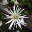  Hugo Santacreu - Chrysanthemum grandiflorum Lapeyr. [1813]