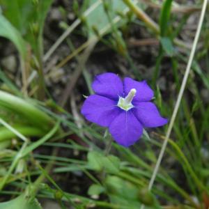 Photographie n°776471 du taxon Legousia speculum-veneris (L.) Chaix