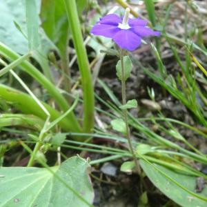 Photographie n°776473 du taxon Legousia speculum-veneris (L.) Chaix