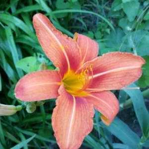 Photographie n°776548 du taxon Hemerocallis fulva (L.) L. [1762]