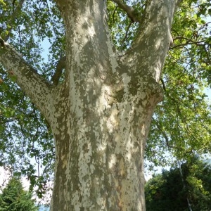 Photographie n°776969 du taxon Platanus x acerifolia (Aiton) Willd. [1805]