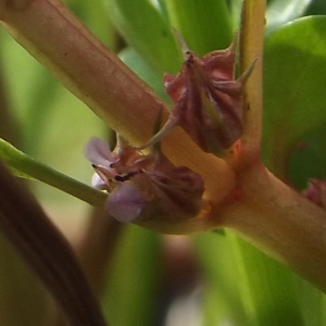Lythrum portula subsp. longidentata (J.Gay) P.D.Sell (Lythrum pourpier)
