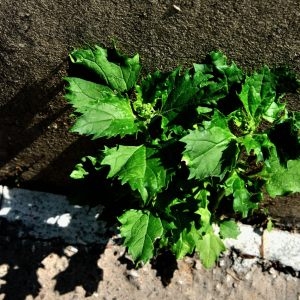 Photographie n°777084 du taxon Chenopodium murale L. [1753]