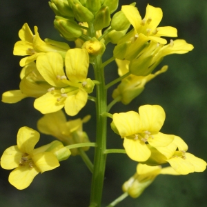 Photographie n°777126 du taxon Barbarea vulgaris R.Br. [1812]