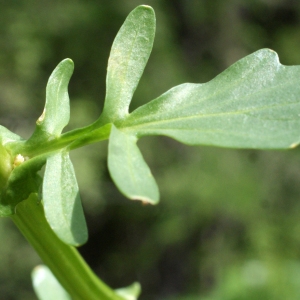 Photographie n°777129 du taxon Barbarea vulgaris R.Br. [1812]