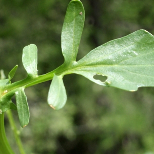 Photographie n°777130 du taxon Barbarea vulgaris R.Br. [1812]