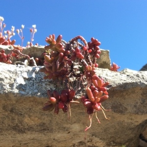 Photographie n°777131 du taxon Sedum album L. [1753]