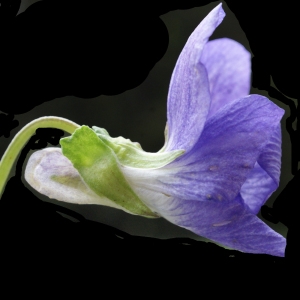 Photographie n°777140 du taxon Viola riviniana Rchb. [1823]