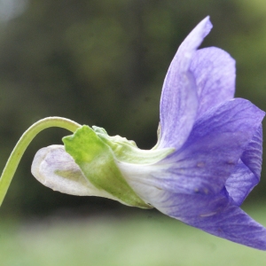 Photographie n°777141 du taxon Viola riviniana Rchb. [1823]