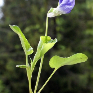 Photographie n°777143 du taxon Viola riviniana Rchb. [1823]