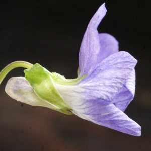 Photographie n°777150 du taxon Viola riviniana Rchb. [1823]