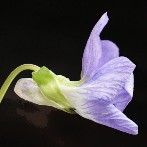 Photographie n°777151 du taxon Viola riviniana Rchb. [1823]