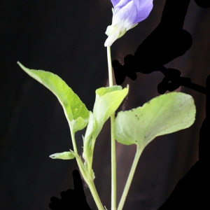 Photographie n°777156 du taxon Viola riviniana Rchb. [1823]