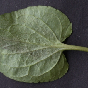 Photographie n°777157 du taxon Viola riviniana Rchb. [1823]
