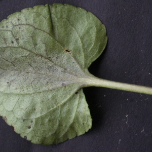 Photographie n°777158 du taxon Viola riviniana Rchb. [1823]