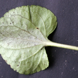 Photographie n°777159 du taxon Viola riviniana Rchb. [1823]