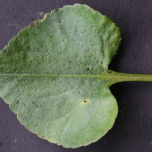 Photographie n°777160 du taxon Viola riviniana Rchb. [1823]
