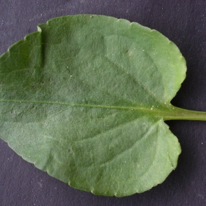 Photographie n°777161 du taxon Viola riviniana Rchb. [1823]