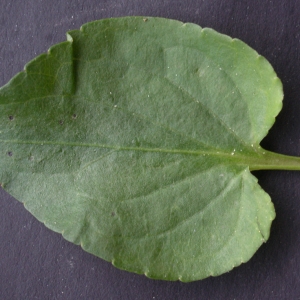 Photographie n°777162 du taxon Viola riviniana Rchb. [1823]