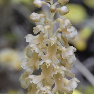 Photographie n°777195 du taxon Neottia nidus-avis (L.) Rich. [1817]