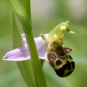 Photographie n°777200 du taxon Ophrys apifera Huds. [1762]