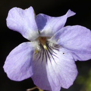 Photographie n°777213 du taxon Viola riviniana Rchb. [1823]