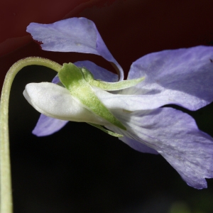 Photographie n°777215 du taxon Viola riviniana Rchb. [1823]