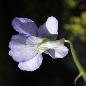 Photographie n°777219 du taxon Viola riviniana Rchb. [1823]