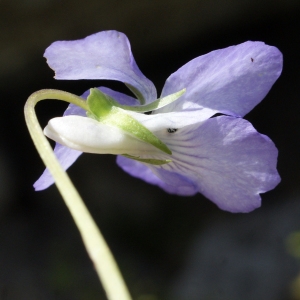 Photographie n°777220 du taxon Viola riviniana Rchb. [1823]