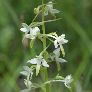 Photographie n°777226 du taxon Platanthera bifolia (L.) Rich. [1817]