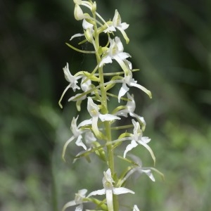 Photographie n°777227 du taxon Platanthera bifolia (L.) Rich. [1817]