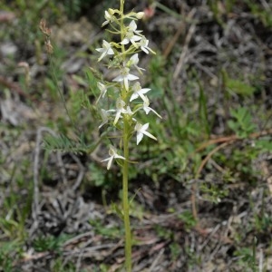 Photographie n°777229 du taxon Platanthera bifolia (L.) Rich. [1817]