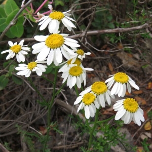 Photographie n°777313 du taxon Tanacetum corymbosum (L.) Sch.Bip. [1844]