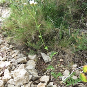 Photographie n°777316 du taxon Tanacetum corymbosum (L.) Sch.Bip. [1844]