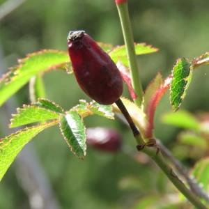 Photographie n°777324 du taxon Rosa agrestis Savi [1798]